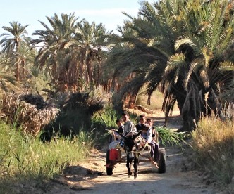 Kids on a donkey cart in palm groves of Siwa Oasis