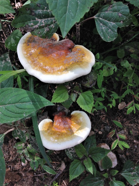 Mushrooms found in Papersali, Almora, Uttarakhand